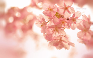 Pink flowers tree branch macro - aya goda free wallpaper for desktop
