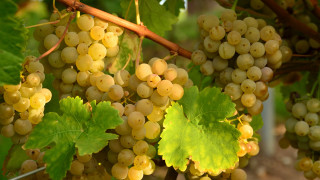 Grapes vineyard leaves stilllife orange - a bunch of grapes free wallpaper