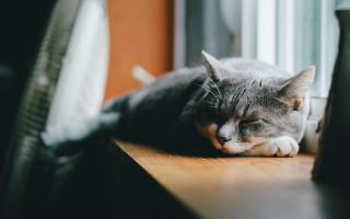 Sleeping cat wooden table blurry - 8 5 mm f 1. free wallpaper