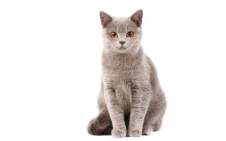 Curious gray cat digital rendering - a gray cat free wallpaper for desktop