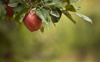 Tree fruit leaves shallow depth - boetius adamsz bolswert free wallpaper for desktop