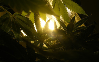 Sunlight backlit plant leaves forest - a window in the background free wallpaper for desktop