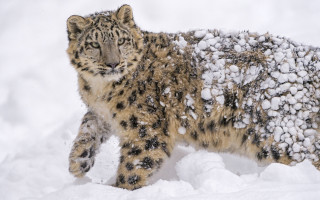 Snow leopard walking snow wildlife - a snow leopard free wallpaper