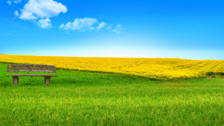 Bench greenfield blueclouds yellowflowers matte - green grass free wallpaper for desktop