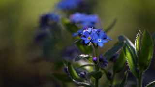 Blue flower green leaves macro - the background and a blurry background of the flower free wallpaper