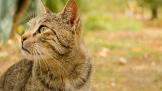 Cat grass green leaf tiltshift - a green leaf in the background free wallpaper