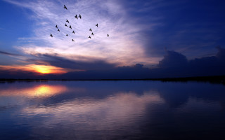 Birds lake sunset matte photography - a flock of birds free wallpaper