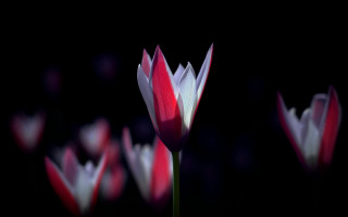 Flower macro black background red - bloom free wallpaper