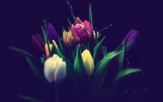 Colorful tulips vase table dark - a dark background free wallpaper