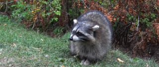 Raccoon bush fence nature field - furaffinity free wallpaper