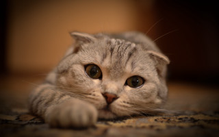 Sad cat floor dof blurry - daryush shokof free wallpaper
