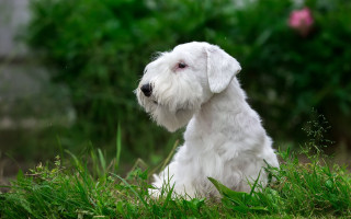 White dog grass blurry background - a white dog free wallpaper