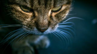 Cat closedeyes distantlook paw up - its head free wallpaper