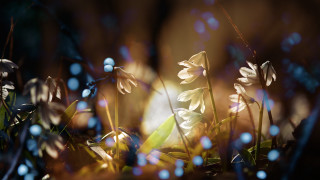 Flower bokeh grass sunlight blurry - free light wallpaper