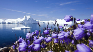 Purple flowers iceberg sky clouds - a bunch free wallpaper