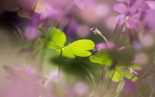 Closeup flowers blurry background bokeh - purple flower free wallpaper