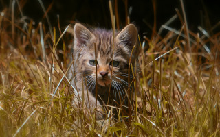 Kitten tallgrass curious outdoors spiderlily - the tall grass free wallpaper