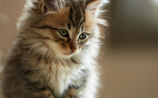 Small kitten long hair serious - a serious look free wallpaper