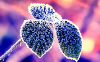 Frosted plant macro winter blurry - frost free wallpaper for desktop