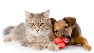 Cat dog red toy white - a cat and a dog free wallpaper for desktop
