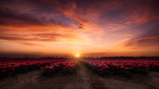 Flower field sunset clouds path - the field free wallpaper for desktop