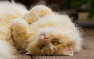 Fluffy white cat laying on - fluffy free wallpaper