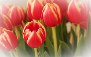 Red yellow flowers bokeh stilllife - boetius adamsz bolswert free wallpaper for desktop