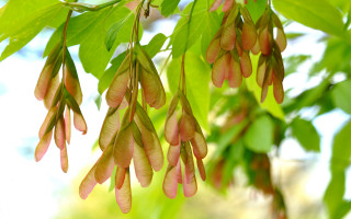 Pink flower tree blurry vines - boetius adamsz bolswert free wallpaper for desktop