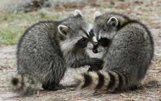 Raccoons playing grass dirt outdoors - a.d.m. cooper free wallpaper for desktop