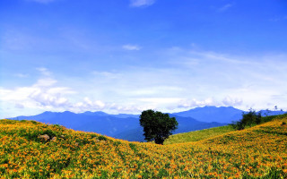 Flower field tree mountains clouds - a tree in the middle of it free wallpaper