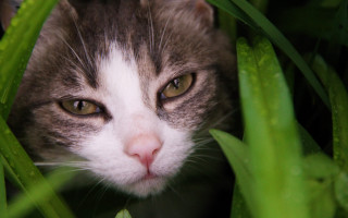 Cat hiding in grass sad - its eye wide open free wallpaper