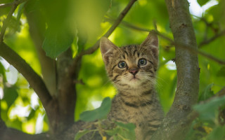 Kitten sitting in tree sad - sad free wallpaper