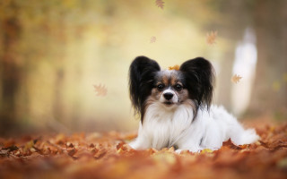 Dog leaves autumn fall photorealism - in a forest free wallpaper for desktop