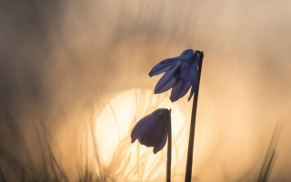 Flowers grass sun fog macro - the sun in the background free wallpaper