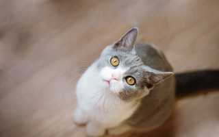 Black cat yellow eyes looking 9 - colored free wallpaper