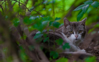 Black cat woods bokeh nature - the camera len free wallpaper