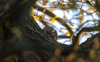 Bird tree branches sky autumn - photograph free wallpaper for desktop