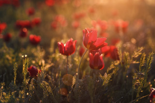 Red flowers sunshine bokeh christmas - the flower free wallpaper