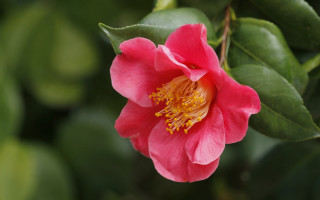 Pink flower yellow stamens green 4 - the center free wallpaper
