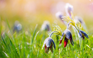 Flowers grass sunny macro nature - a group of flowers free wallpaper