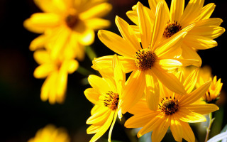 Yellow flower grass blurry background 2 - a blurry image of the flowers free wallpaper