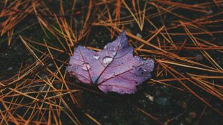 Purple leaf water droplets brown - water droplet free wallpaper