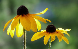 Yellow flower field shallow depth 2 - two yellow flower free wallpaper