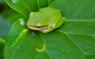 Green frog leaf sunny wild - free nature wallpaper