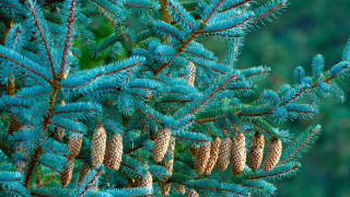 Pine cones needles autumn nature - boetius adamsz bolswert free wallpaper for desktop