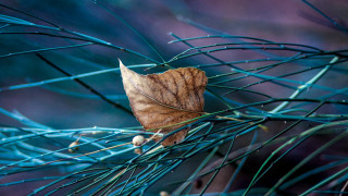 Leaf branch blue needles macro - deep free wallpaper for desktop