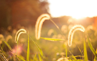 Tall green grass sunset flare - little free wallpaper