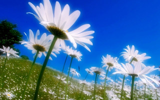 Daisy field blue sky floral - a field of daisies free wallpaper