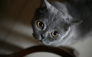 Black cat yellow eyes depth - the camera free wallpaper for desktop
