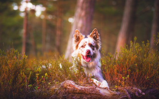 Dog running woods autumn blurry - his tongue free wallpaper